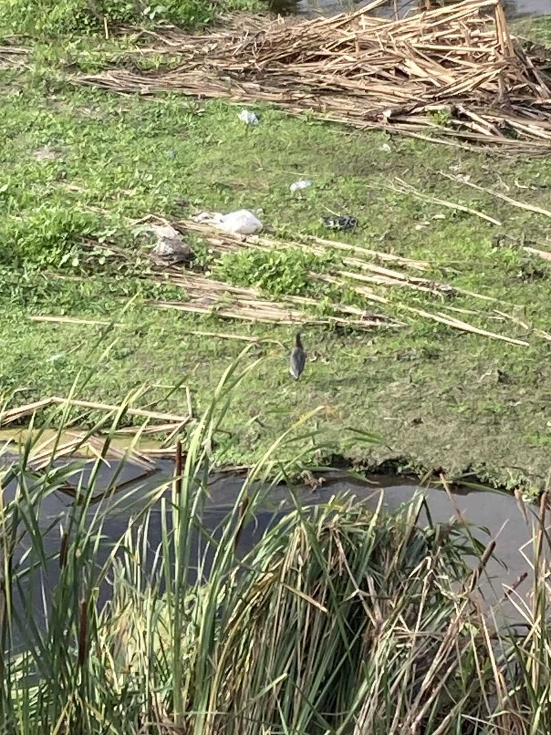 Hicks canyon trail, local marsh