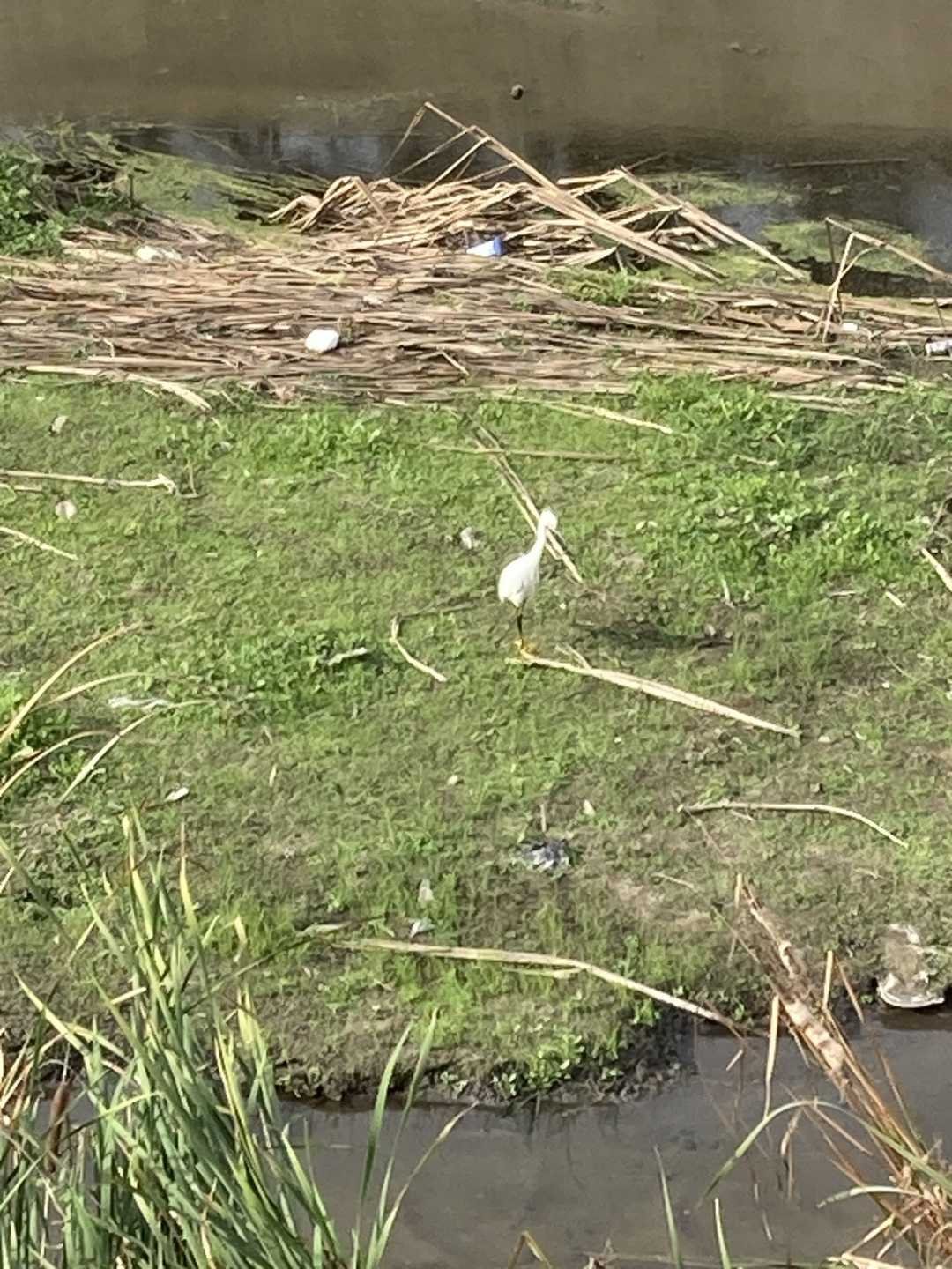 Hicks canyon trail, local marsh
