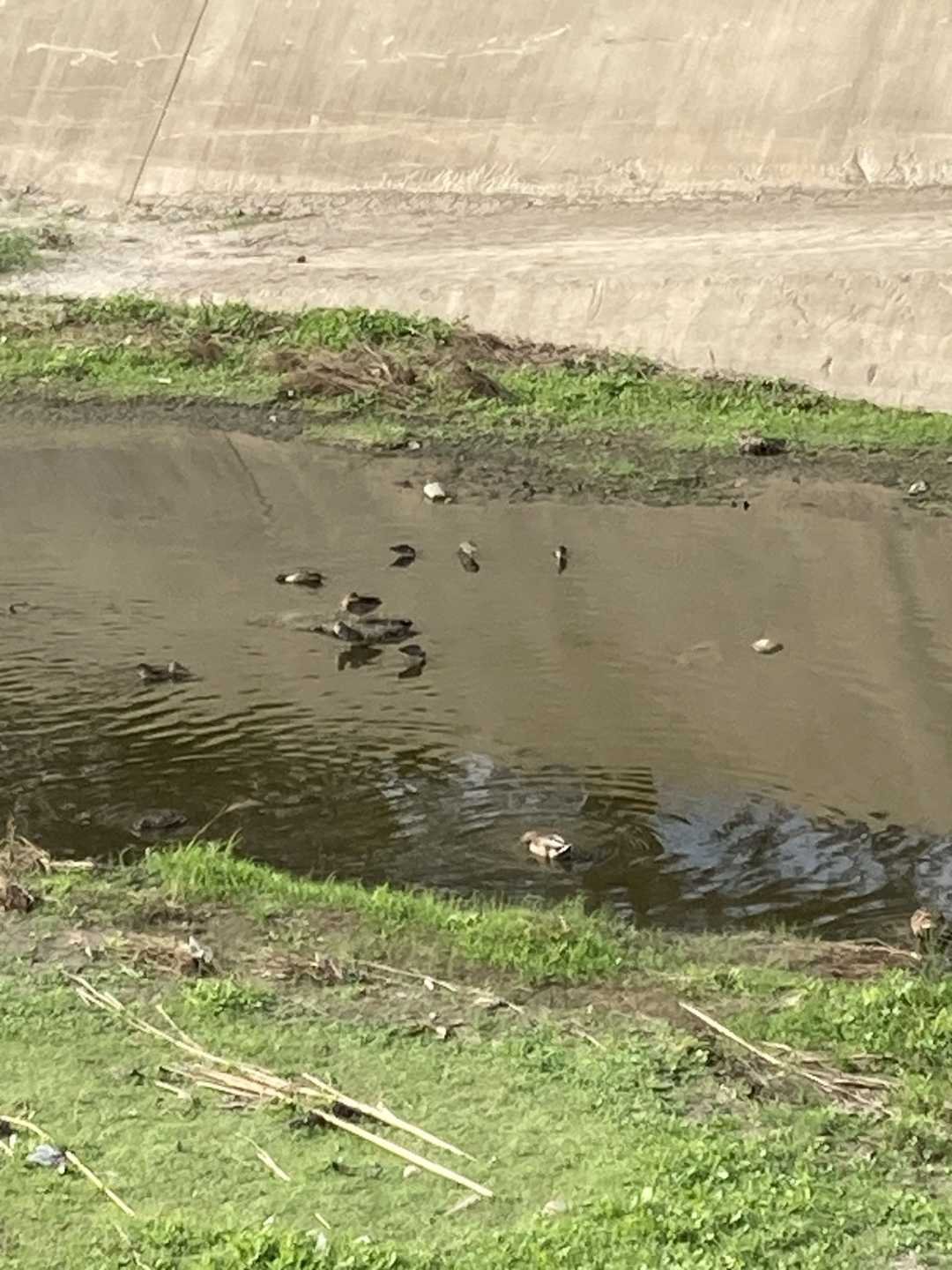 Hicks canyon trail, local marsh
