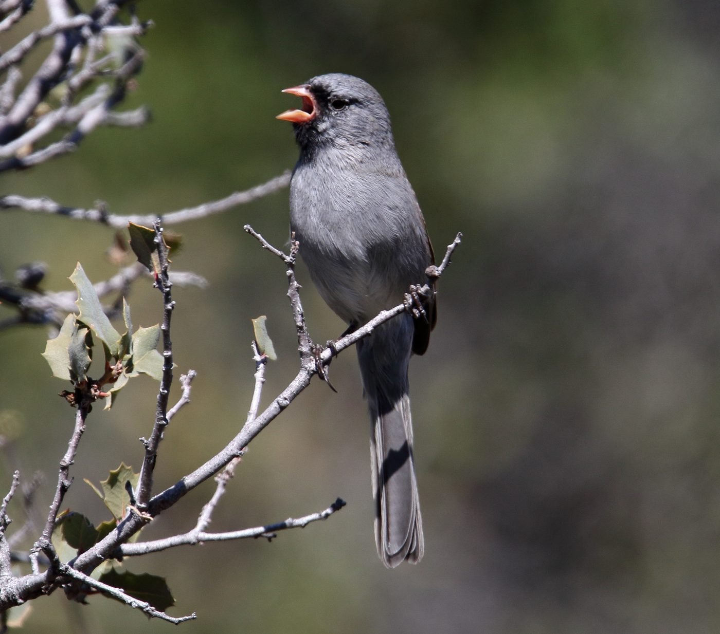 A black-chinned sparrow perched on a twig.