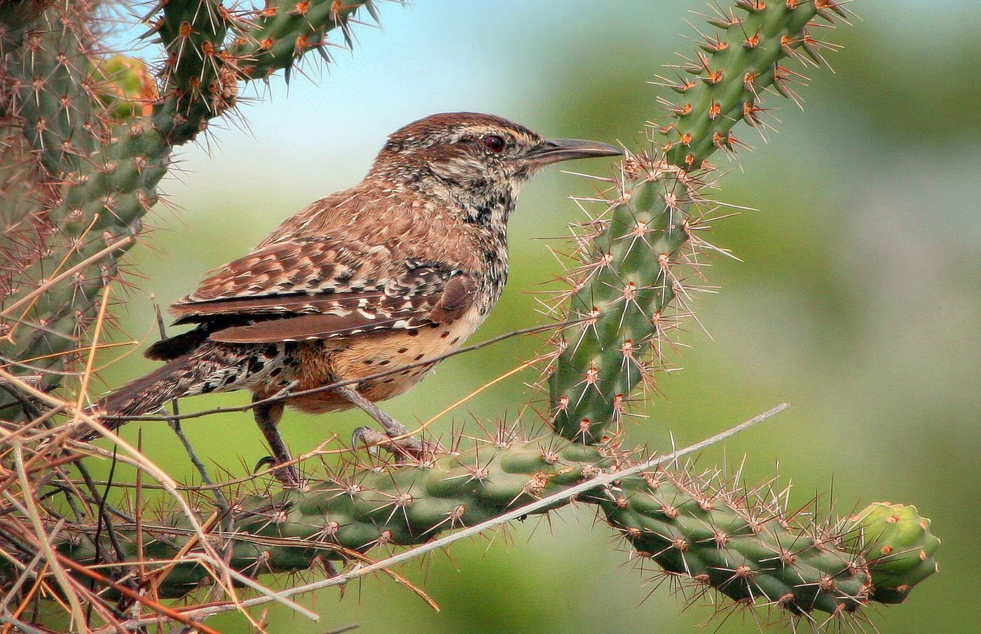 A cactus wren perched on a cactus.