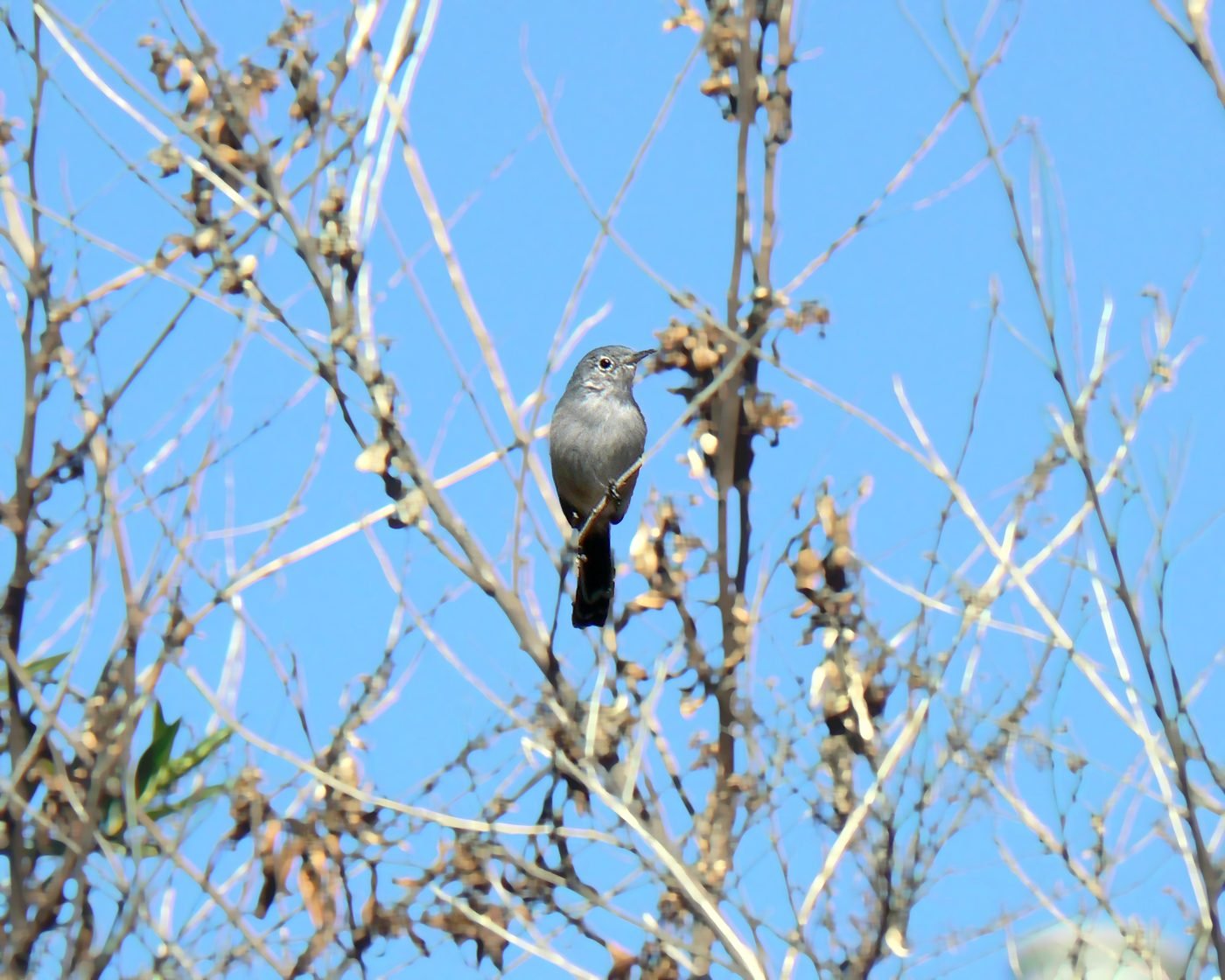 A California gnatcatcher perched on a bare branch.
