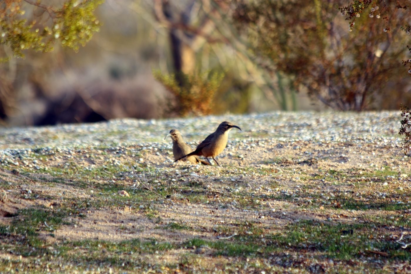 A California thrasher foraging in low scrub.